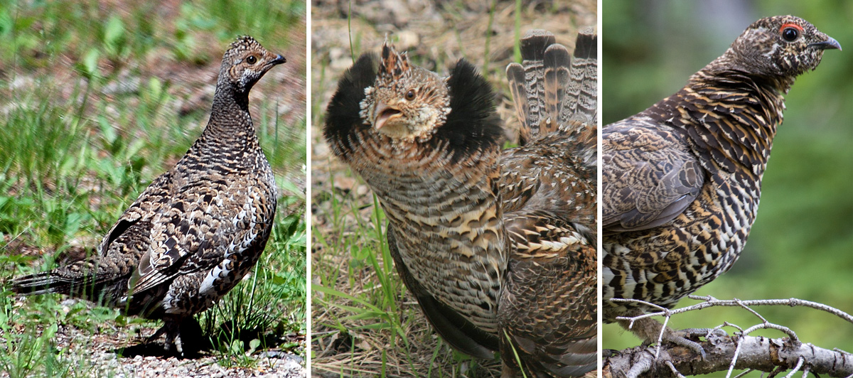 Three chicken-like birds