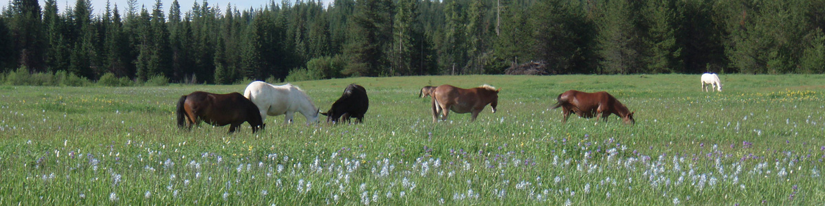 several horses graze in lush meadow