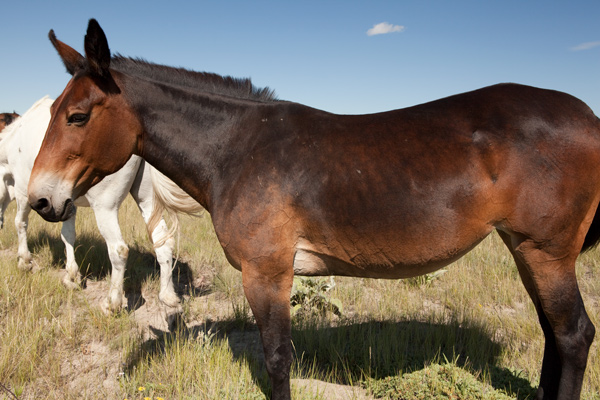 Dark brown mule with long ears