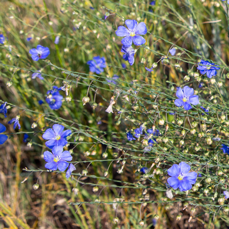 plant with tiny blue petals