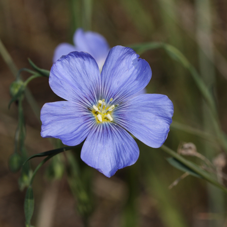Five blue-purple petals