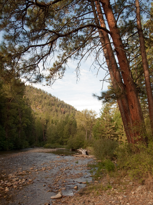 Large ponderosa pine trees lean over small, rocky Lolo Creek