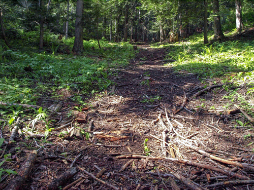 A wide trail goes up a steep, forested hill