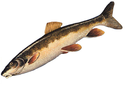Long skinny fish with ugly mouth