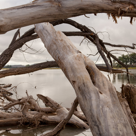 A tangle of cottonwood logs