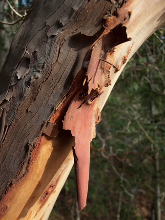 Tree with black and red peeling bark