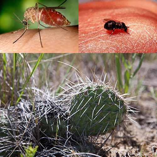 Close-ups of biting insects and sharp needles