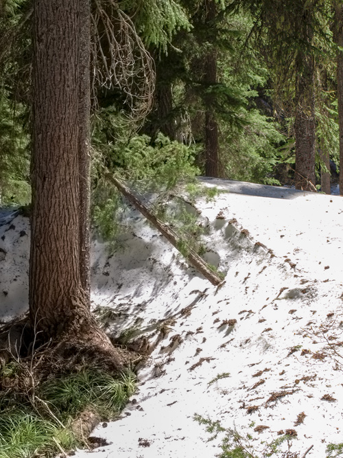 Large snow bank surrounding a tree
