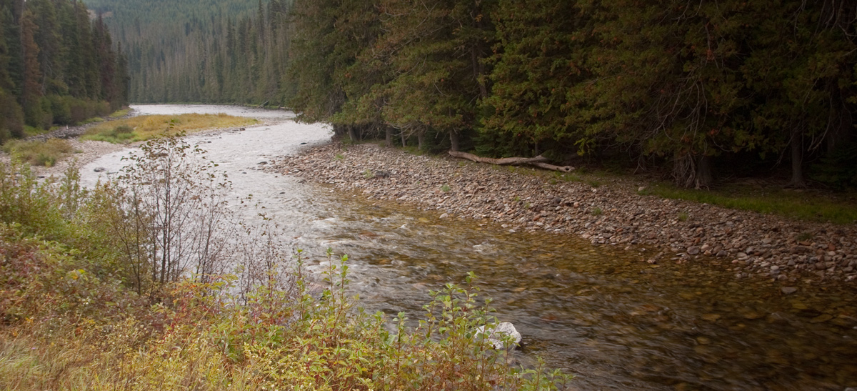 Rocky river surrounded by thick forest