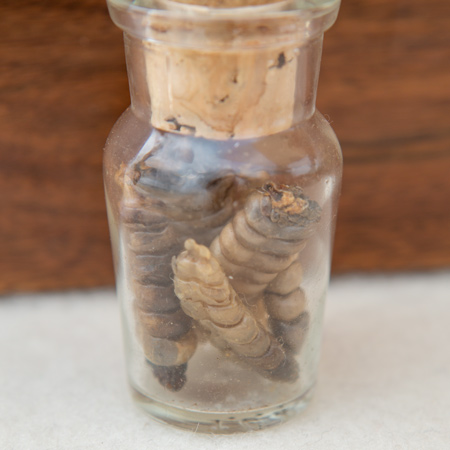 several rattles in a medicine bottle stopped with a cork