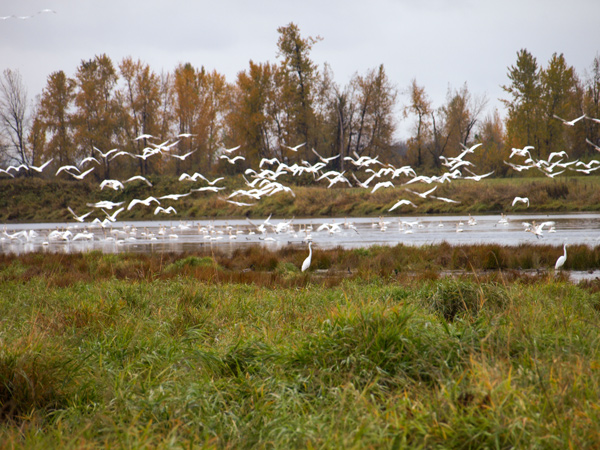 White birds take flight on a gloomy November day