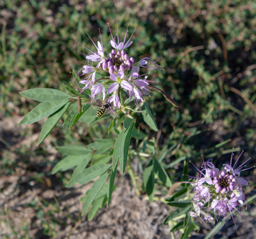 Bee buzzing around purple petals