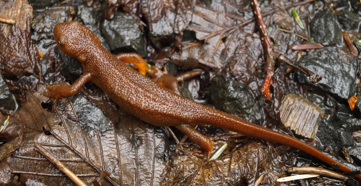 Salamander with rough red skin