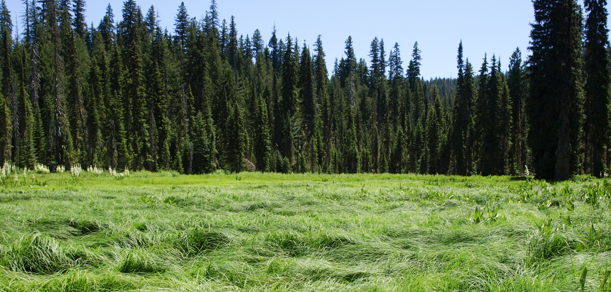 Creek with clear water in a meadow with sub-alpine fir