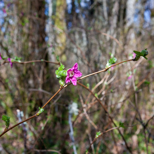 Pink blossom on a scraggly vine