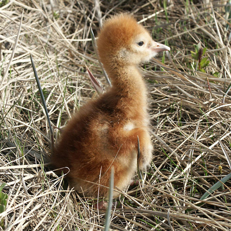 Cute little sandhill crane chick