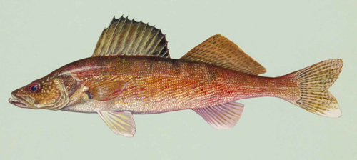 Red fish with long, thin body and big fins