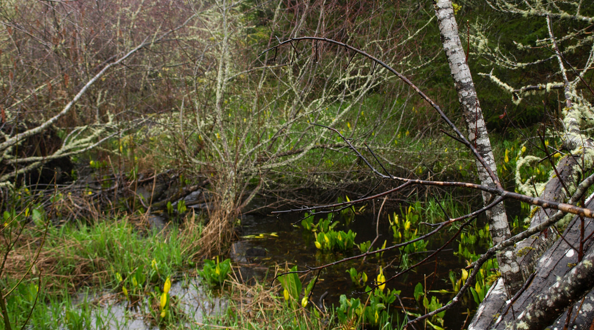 Very wet meadow surrounded by brush