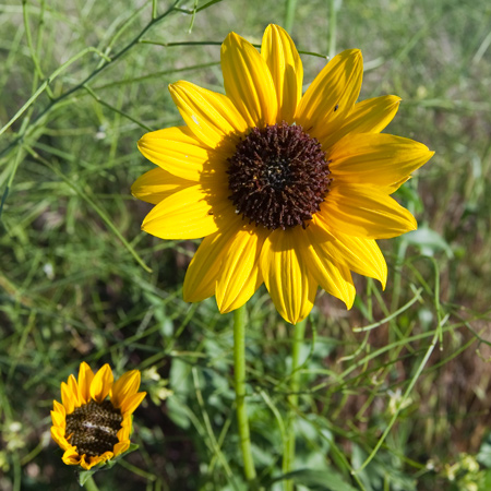 Flower with bright yellow petals