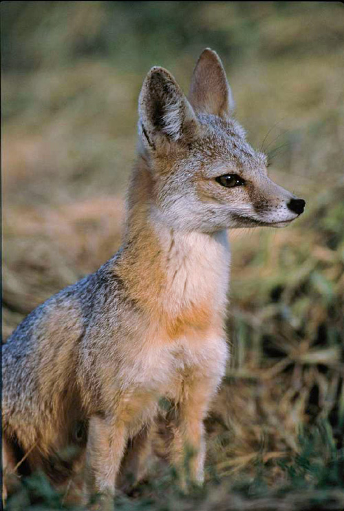 Cute, but small, fox looking very alert