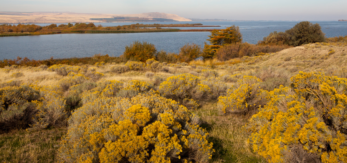 Barren hills, yellow rabbitbrush, and a wide river
