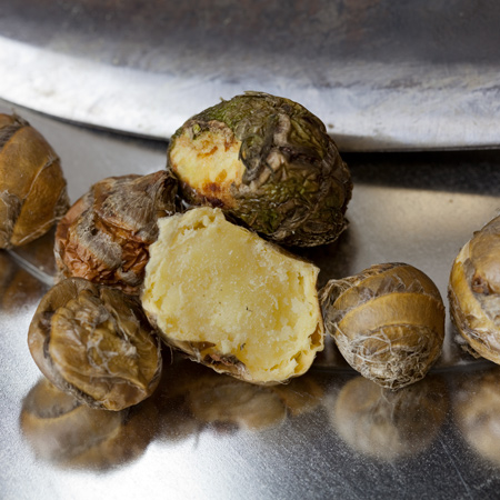 Small, greenish bulbs