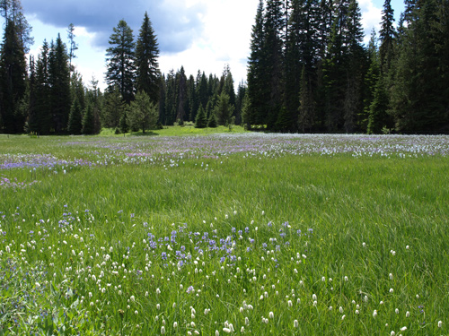 Grassy forest meadow with blue and white blossoms