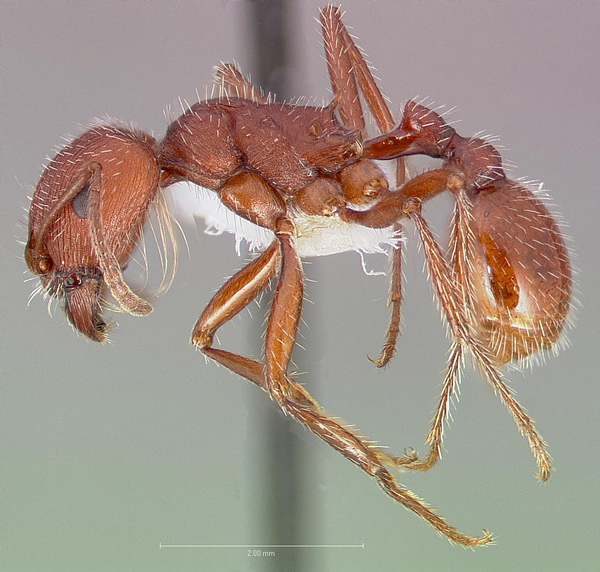 Magnified photo of a menacing looking red ant