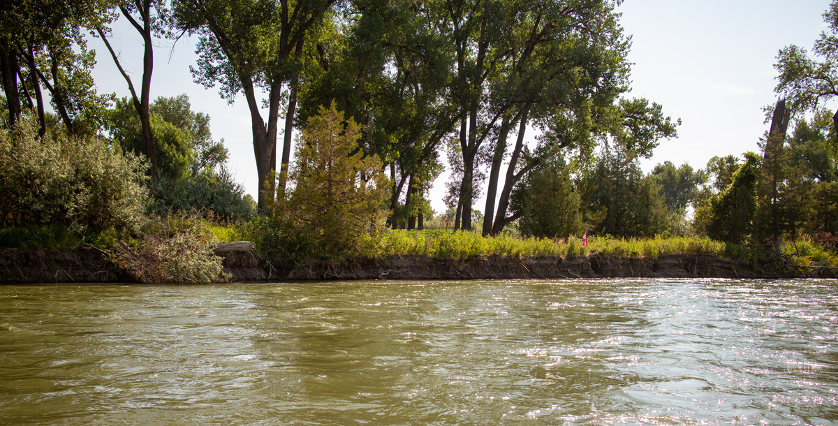 A grove a medium-sized cottonwood trees viewed from the river