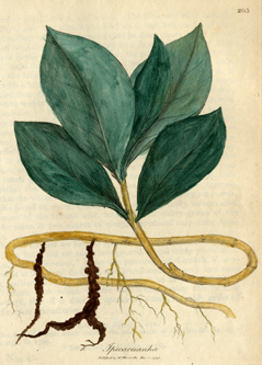 19th century scientific illustration of the Ipecac plant