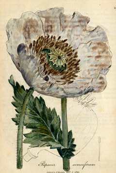 19th century scientific drawing of an opium flower