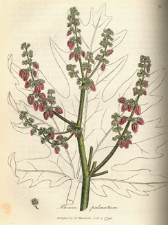 scientific illustration of the Rhubarb plant