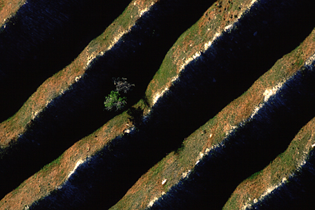 Prairie grass and sage growing on sharp, linear ridges