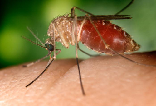 close up of a delicate winged insect with a large red belly