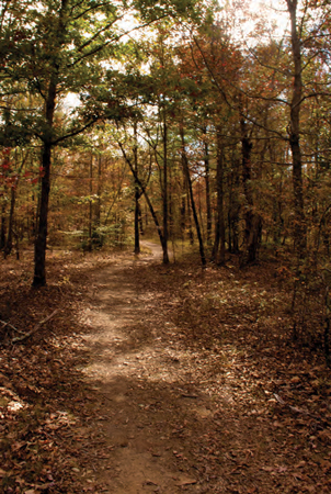 A wide trail winds through a deciduous forest