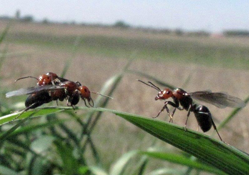 two ants with long wings on a blade of grass