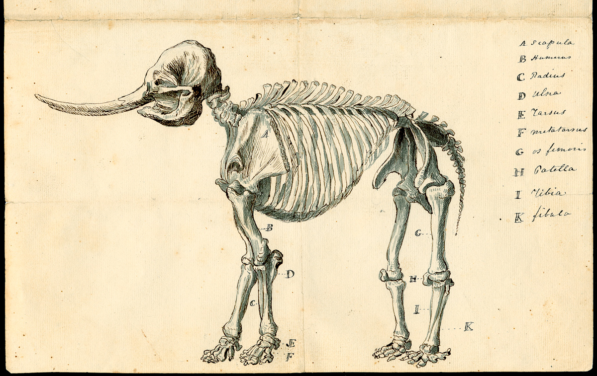 Mastodon with an elephant-like skeleton