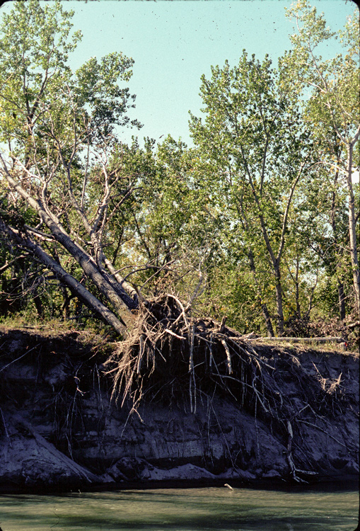 8-foot high bank with fallen cottonwood trees and collapsing banks