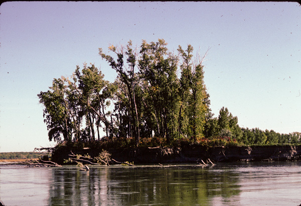 A stand of cottonwood tree juts out over the river