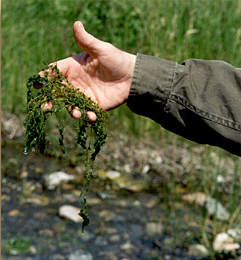 Green algea held in a hand
