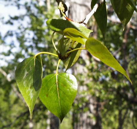 Broad, shiny cottonwood leaves