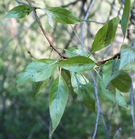 photo: Hybrid cottonwood leaves on branch