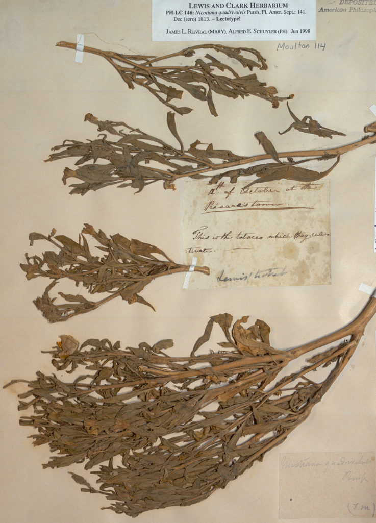 Indian Tobacco: dried and pressed