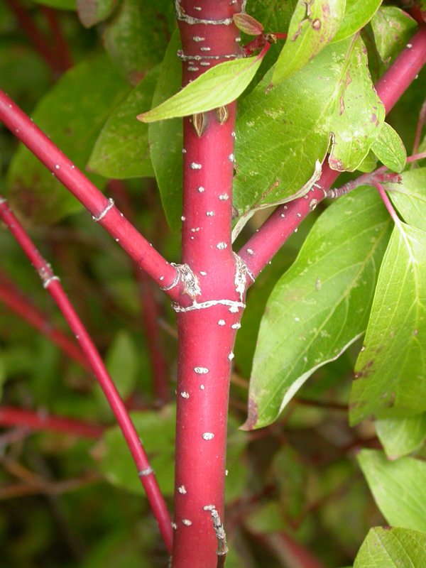 Bright red bark of the red-osier dogwood tree
