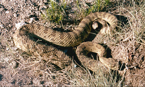 Tan snake blending into the prairie