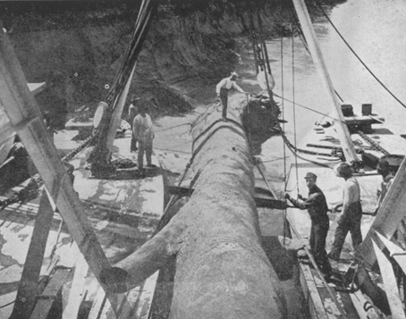 Photo of men bringing a massive log out of the Missouri river