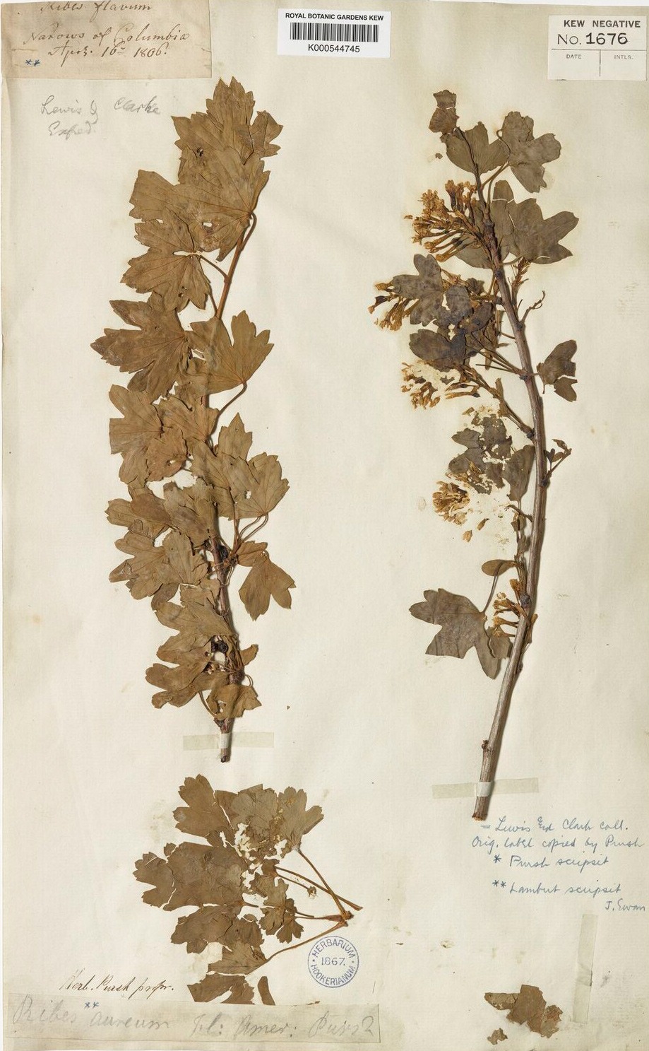 pressed specimen of golden currant collected by Meriwether Lewis