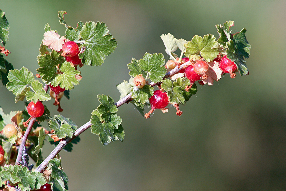 Small three-lobed leaves and bright red berries of the wax currant