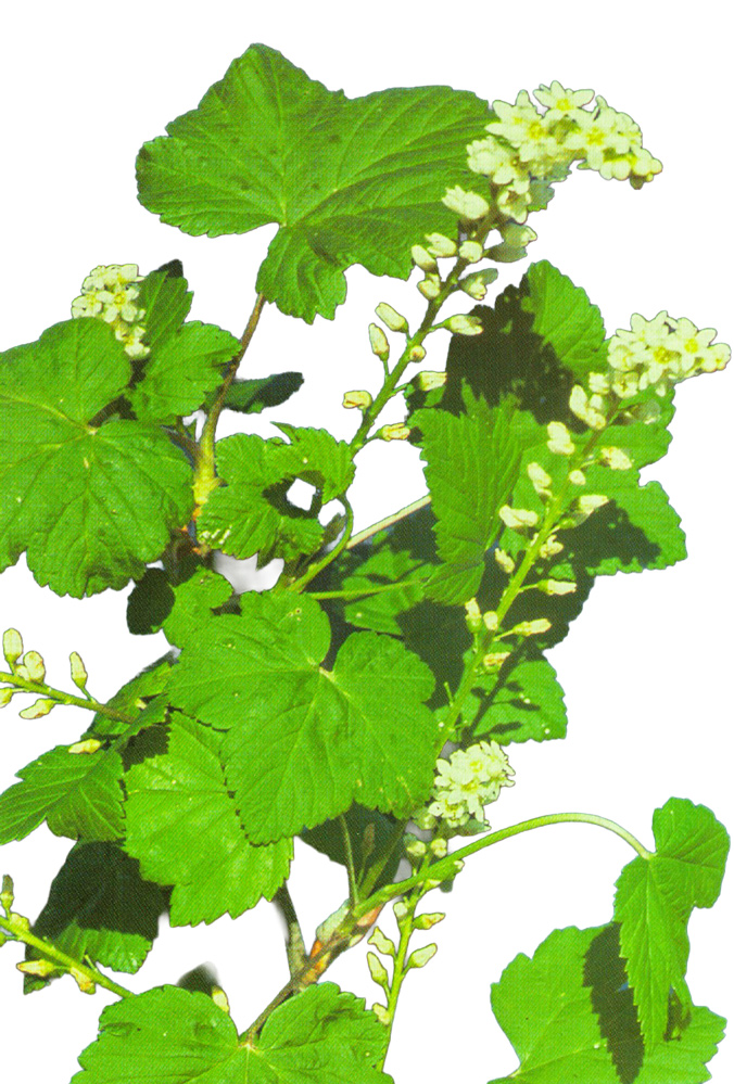 Northern black currant with large leaves and small white flowers