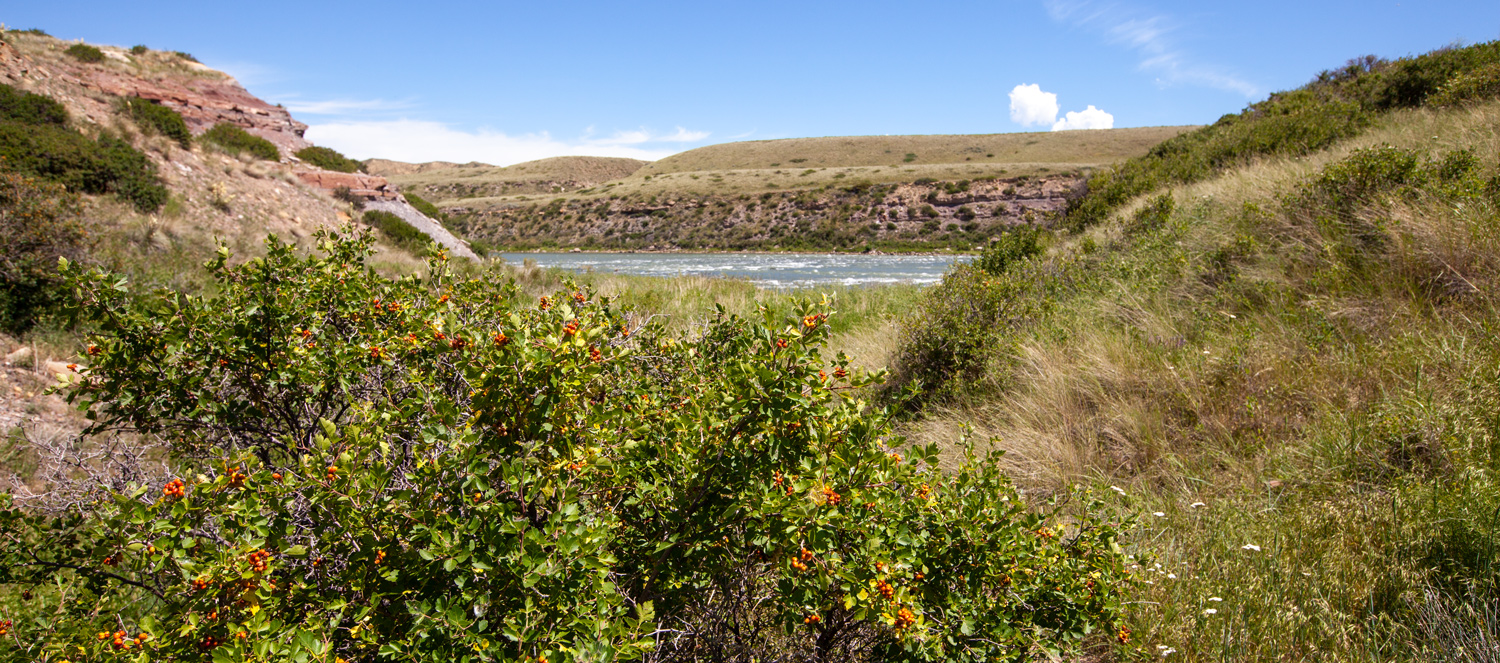 A bush with immature yellow and red currant berries beside the Missouri River